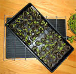 Seed Warming Mat To Help Plants Grow