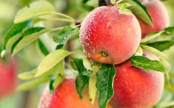 Abildsø gård og MOST EPLE