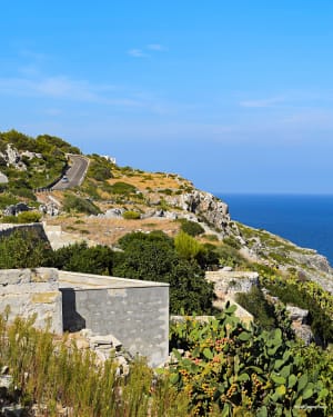 Mediterranean Flora