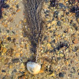 Marine Invasive Species: Online Talk Series | Hampshire & Isle of Wight ...