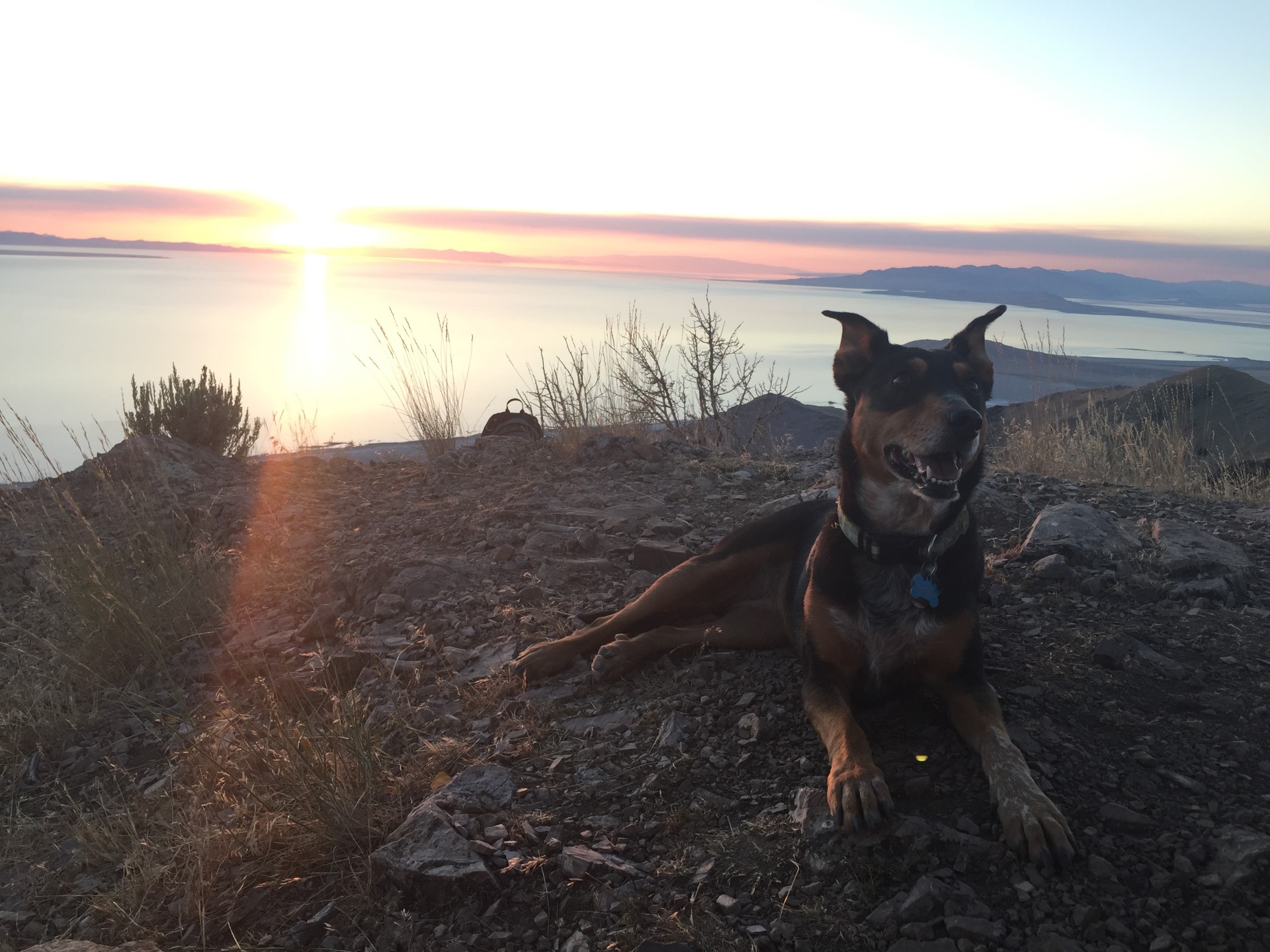 Bring the dog to take those night shots