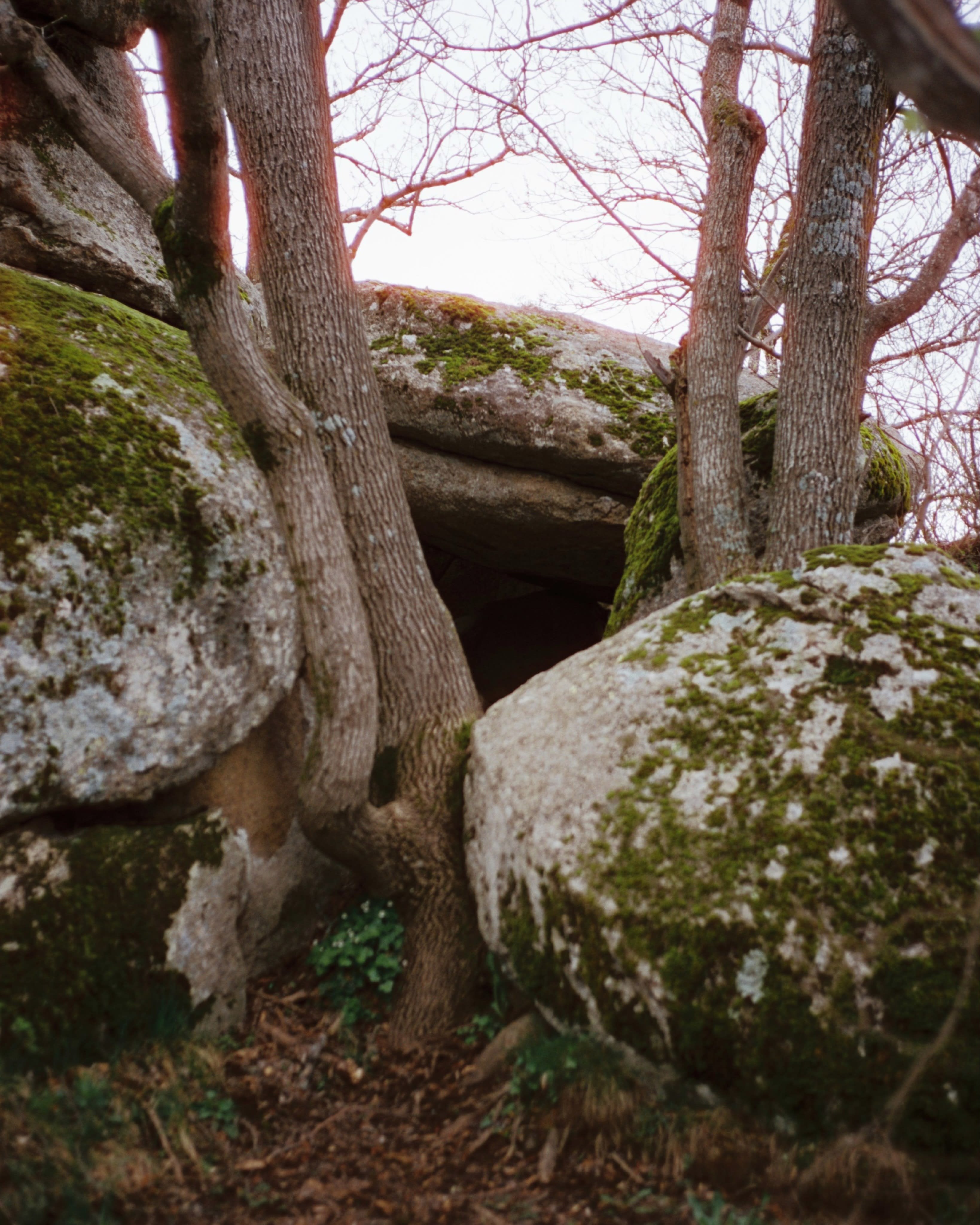 Moss-covered boulders and a thick tree trunk frame a dark opening in the foreground, set against a backdrop of bare winter branches and a pale sky.