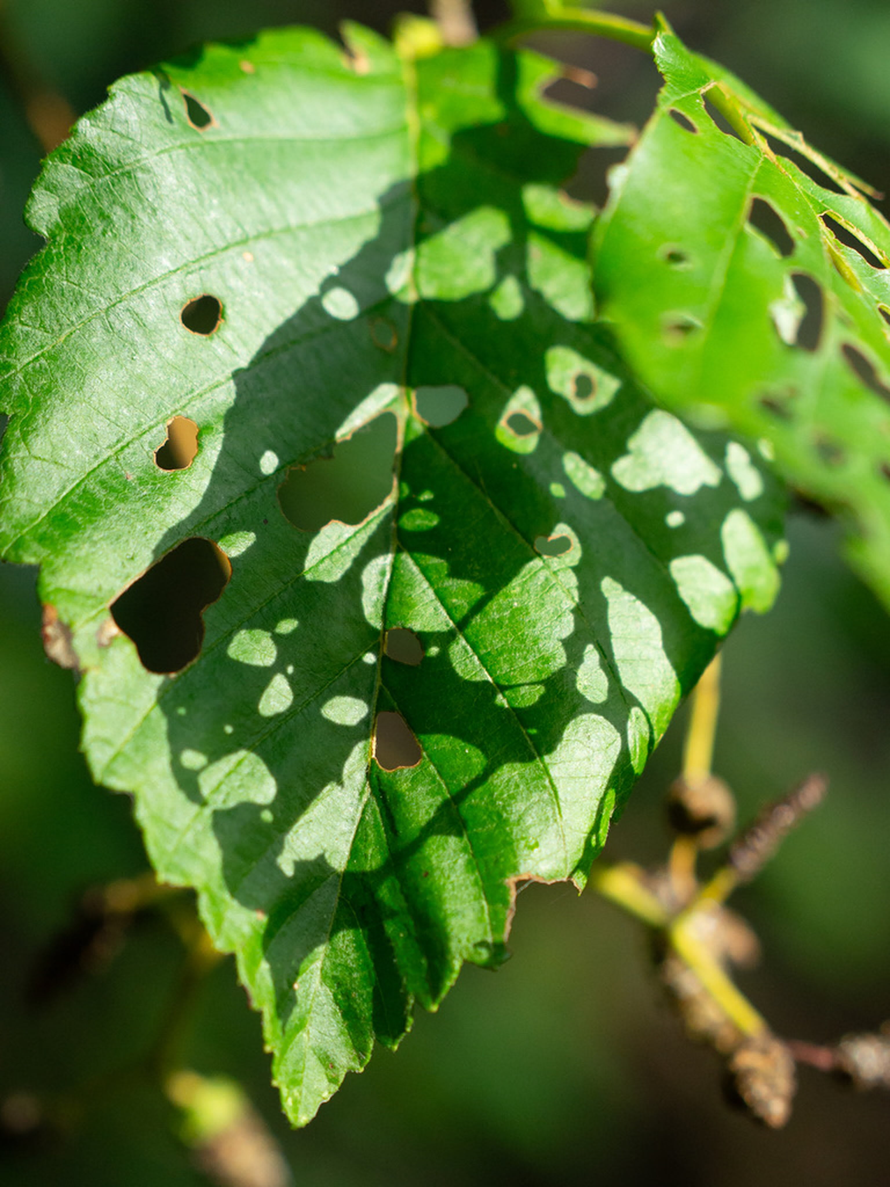 A green, hole-ridden leaf with dappled sunlight is positioned in the foreground against a blurred, dark green natural background.