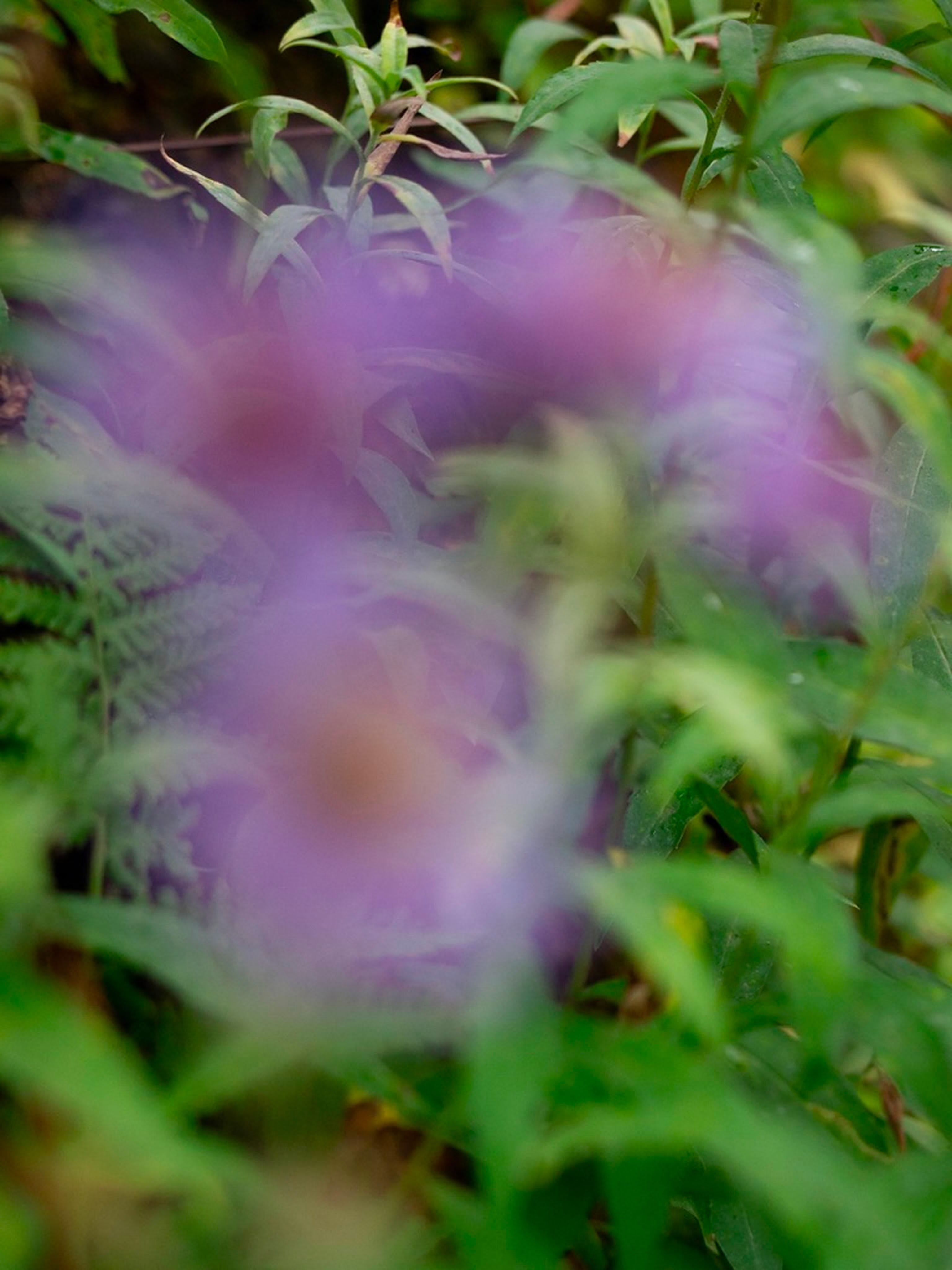 Blurred purple flowers occupy the foreground, set against a background of lush green foliage.