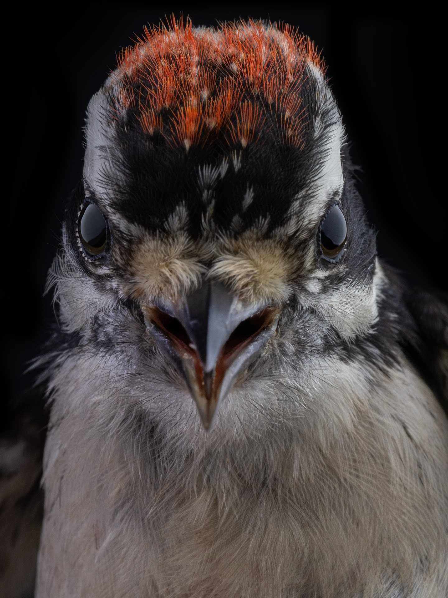 A close-up of a downy woodpecker with its red-capped head and black and white plumage is set against a dark, blurred background.