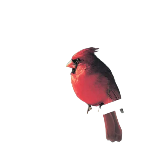 Unknown Artist : Relax With... Singing Birds (Enhanced With Music) (CD)