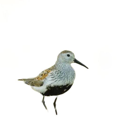 Art of Bird Identification by Pete Dunne by Housefly Fishing 