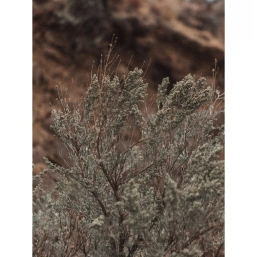 Specimen - Sage Brush by Earth\Studies