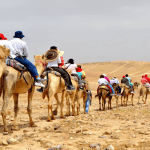 Camel tours in the desert