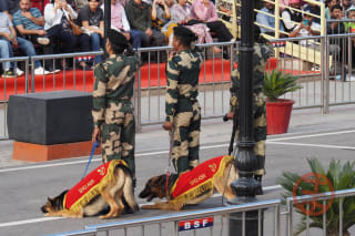 軍用犬
