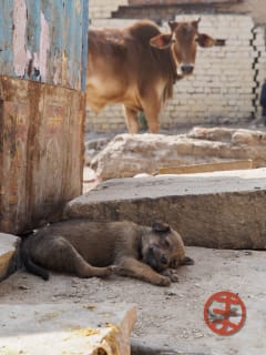 子犬 ( ˘ω˘ ) スヤァ……