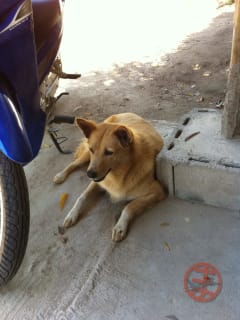 涼み犬