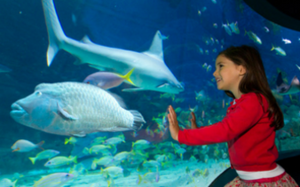 Popular Attractions