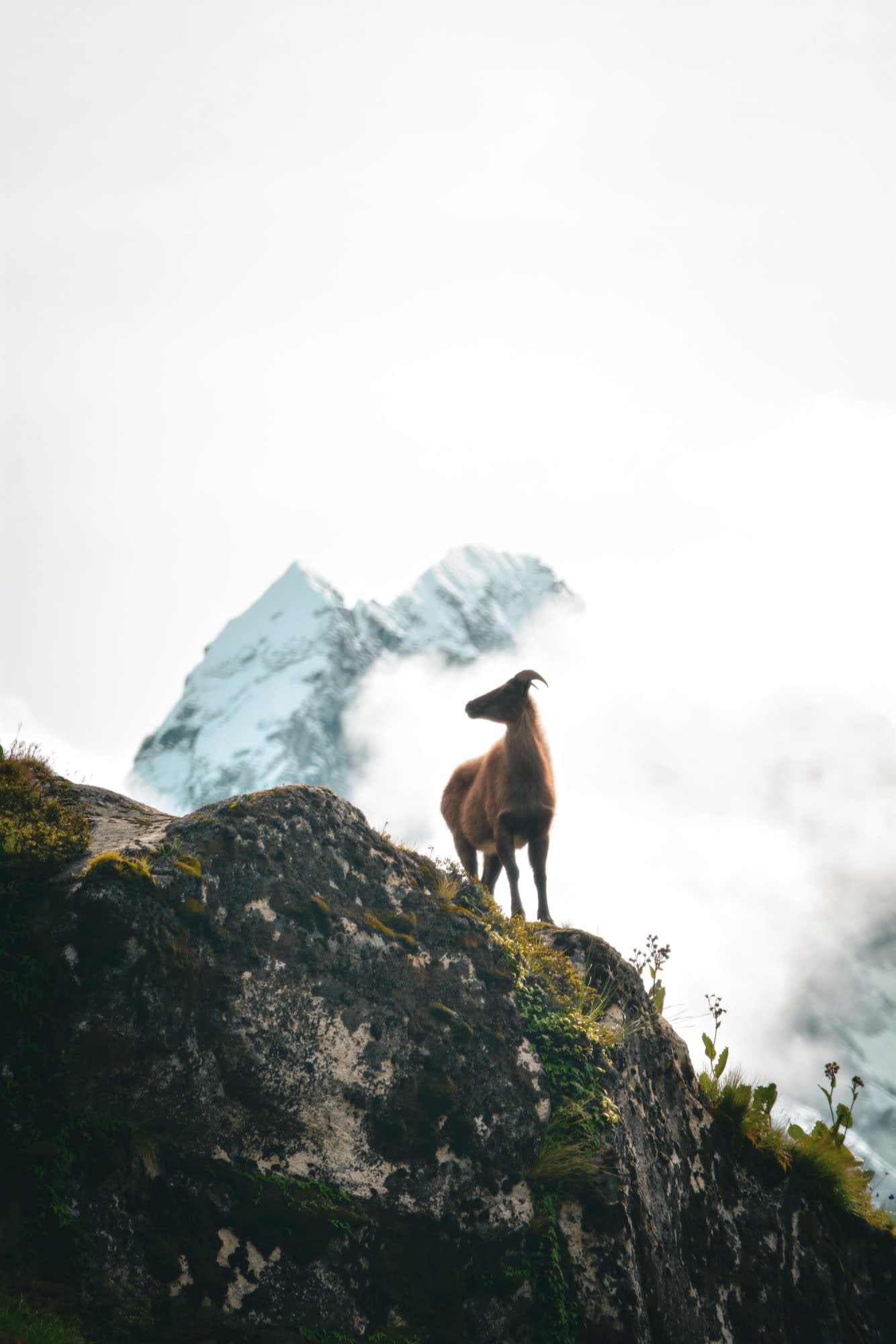 Himalaya-Tahr auf einem Felsvorsprung im Sagarmatha-Nationalpark