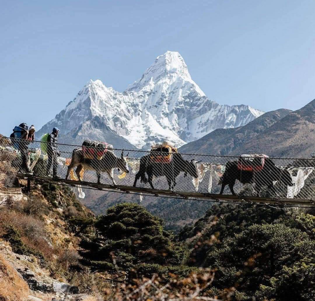Yak-Karawane auf einer Hängebrücke unterhalb der Ama Dablam