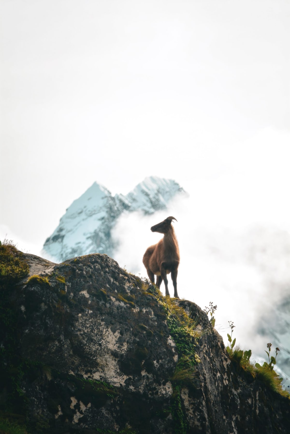 Everest Region Wildlife: What Lives in the Khumbu