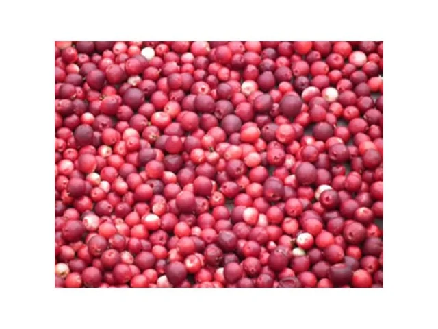 Cheesecake βανίλιας με κόκκινα μούρα και σαντιγί  recipe