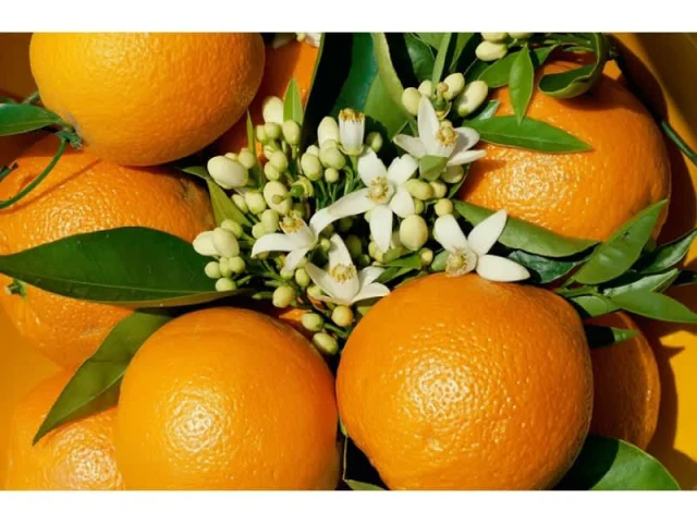 Κέικ πορτοκαλιού - Κέικ recipe