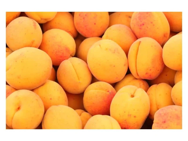 Πανακότα βερίκοκο recipe