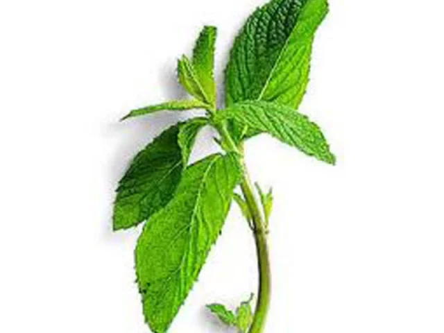 milkshake μέντας recipe