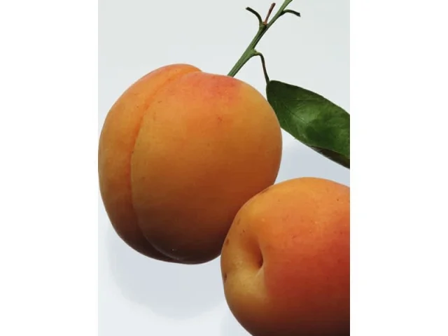 γρανίτα βερίκοκο recipe