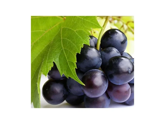 δαμάσκηνα κομπόστα recipe