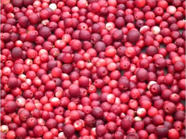 Cheesecake βανίλιας με κόκκινα μούρα και σαντιγί 