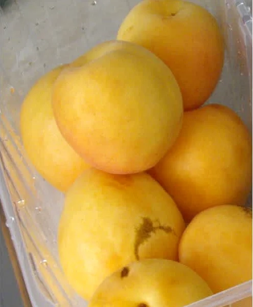 Τάρτα με βερίκοκα