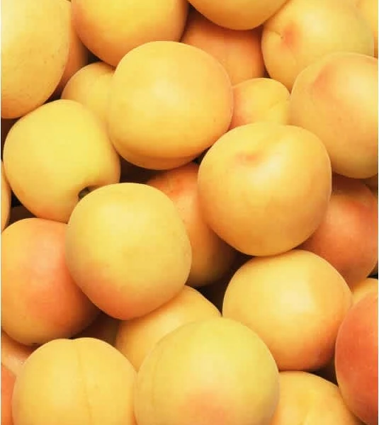 Γλυκιά Πίτα με Βερίκοκα