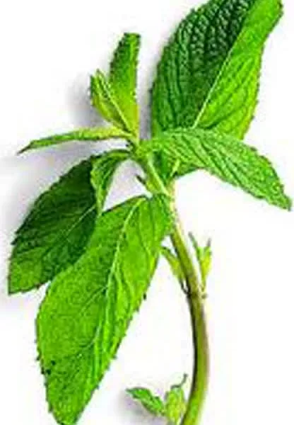 milkshake μέντας