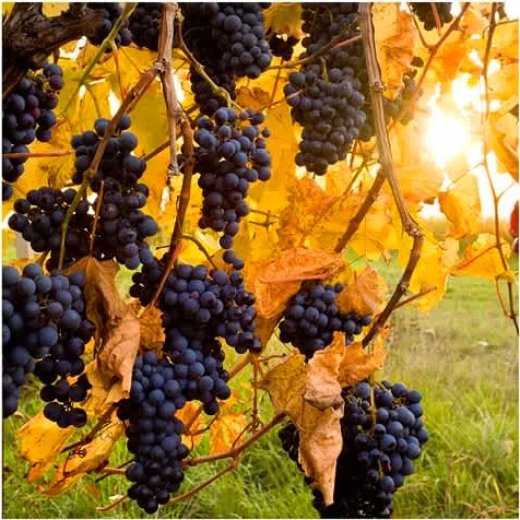 μουσταλευριά