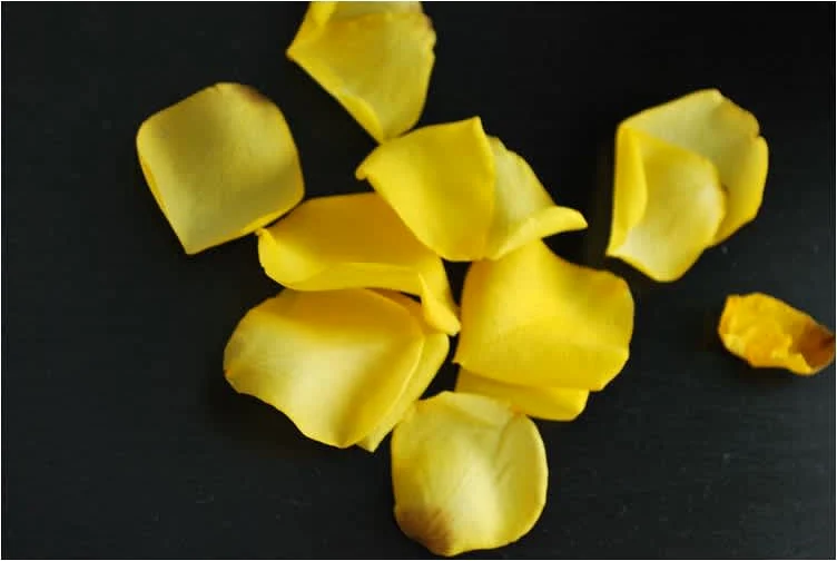 Ροζ Κρέμα Τριαντάφυλλο