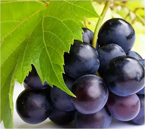 δαμάσκηνα κομπόστα