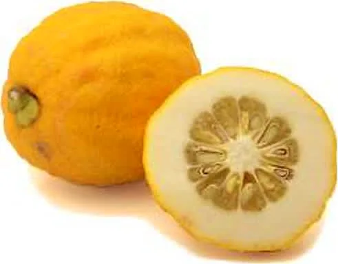 γλυκό κίτρο (του κουταλιού)