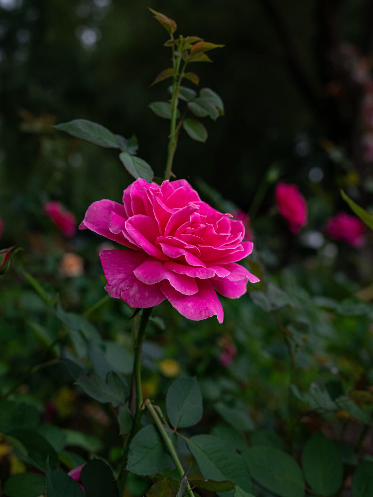 青芜万象
