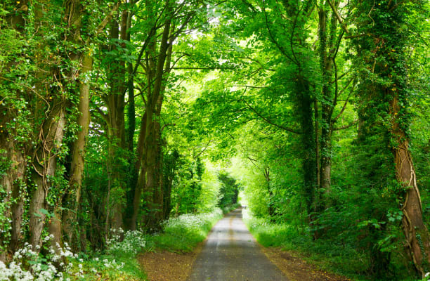 Paved road through trees