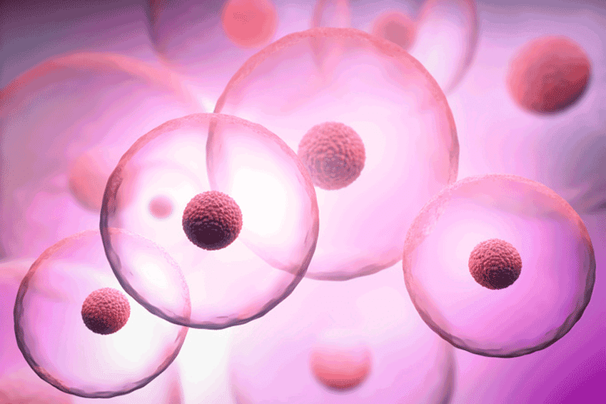 A Stem Cell Therapy Primer