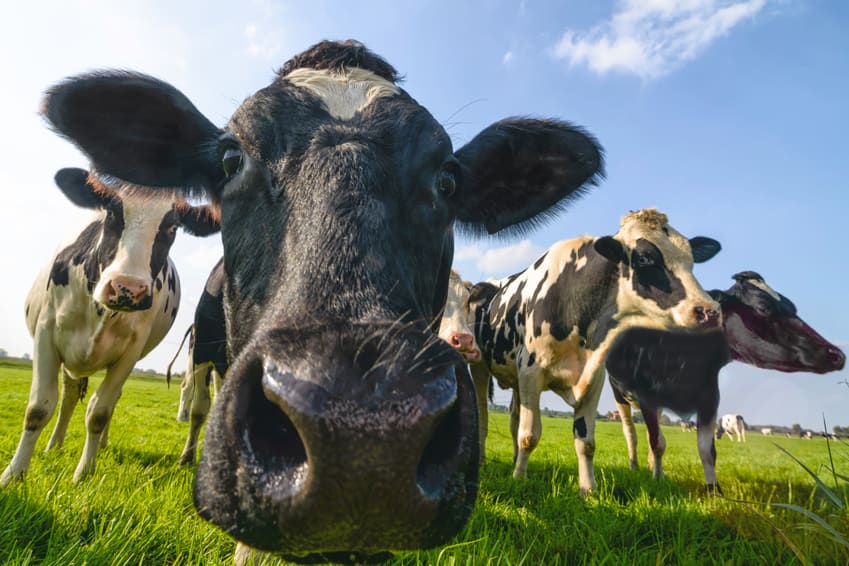 Milk can help keep your teeth healthy.