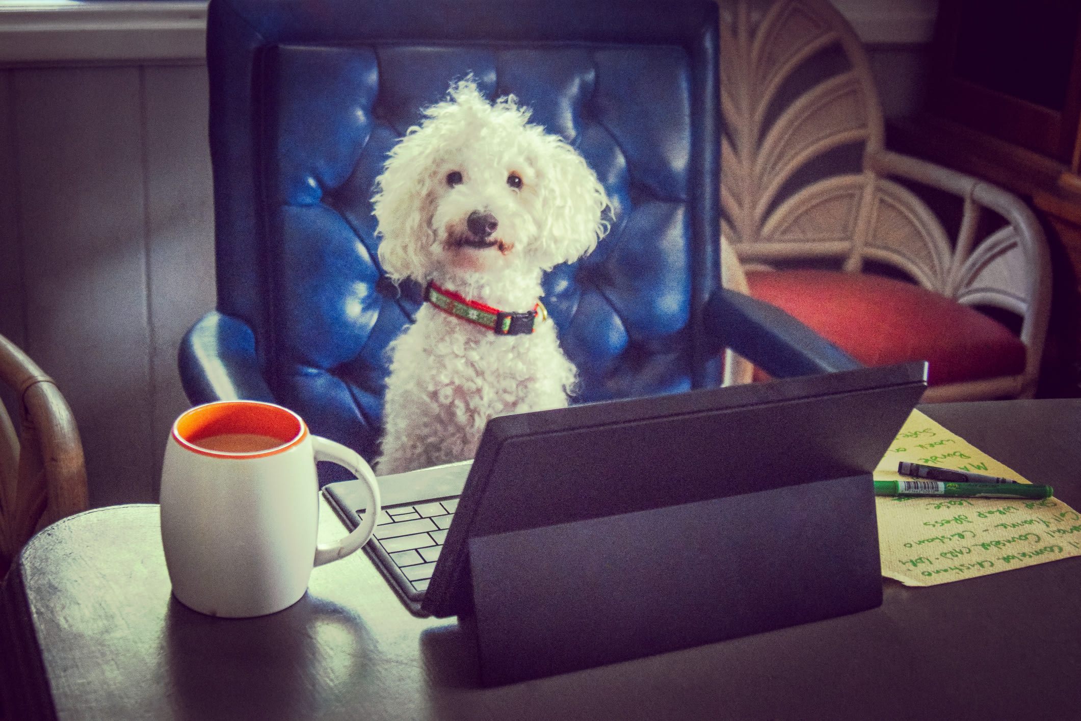 Hey, Dawg! Could Your Daily Coffee Habit Be a Life-Saver?