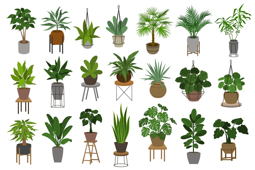 These Five House Plants Make Great Companions