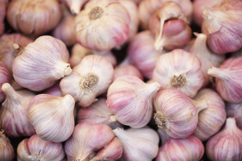 garlic for dandruff