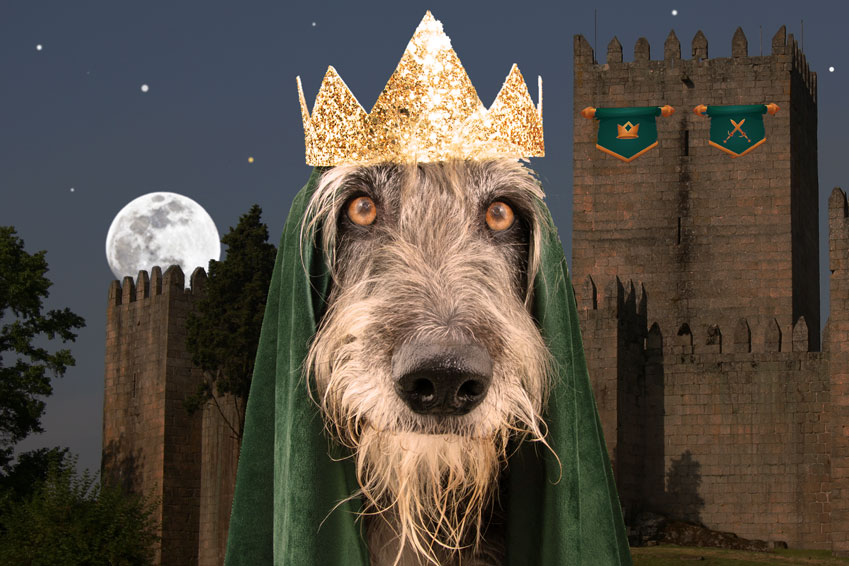 Don’t Turn Your Crown Into A Dog – Some Tricks