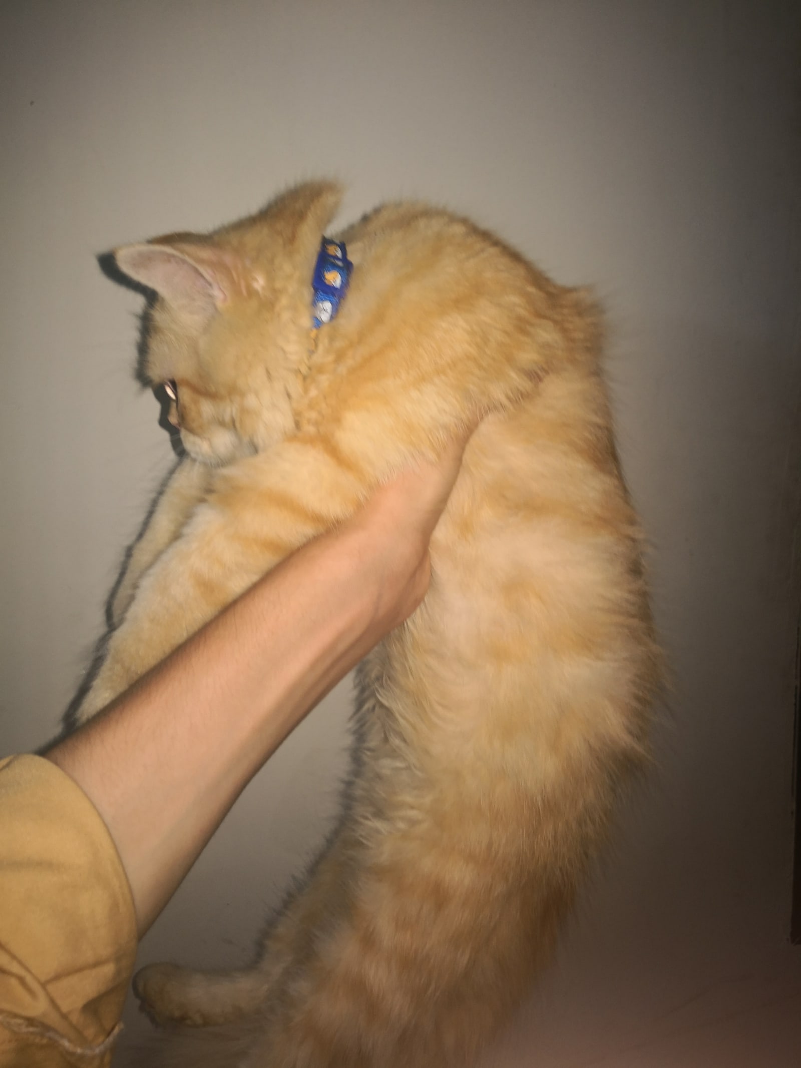Persian cat double coat – Persian Cats for sale in Lahore