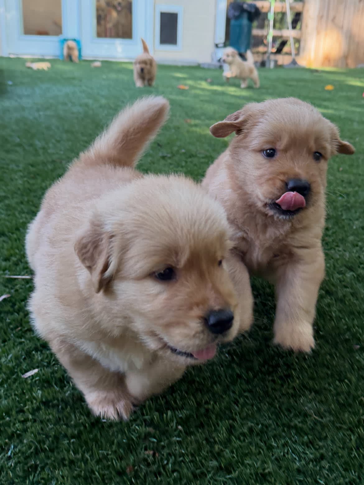 Golden Retriever Puppy for sale 
