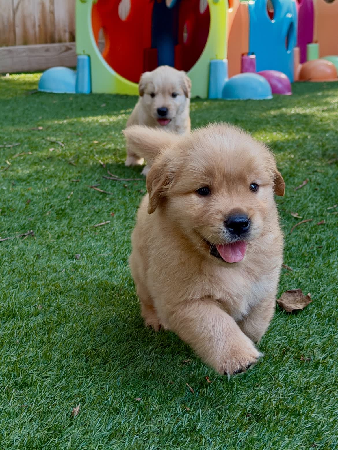 GOLDEN RETRIEVER PUPPY FOR SALE 