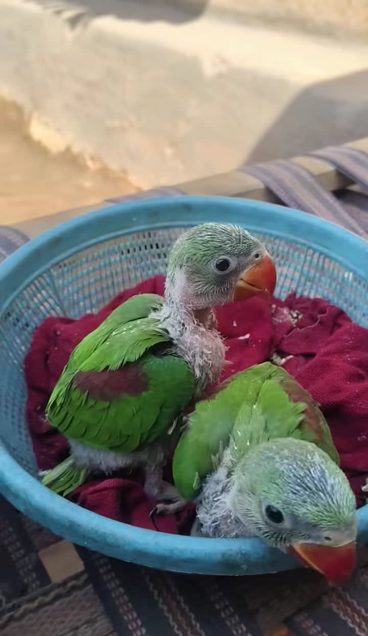 Parrot shop – Parrot Birds for sale in Aurangabad