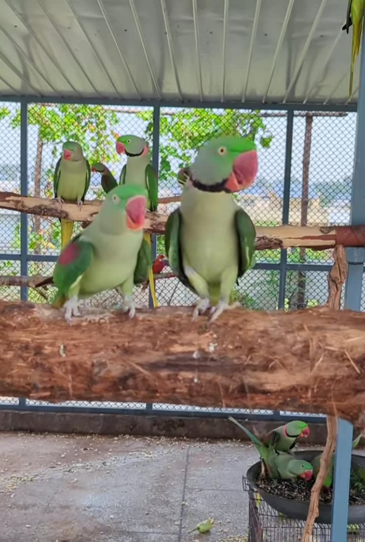 Parrotlet 