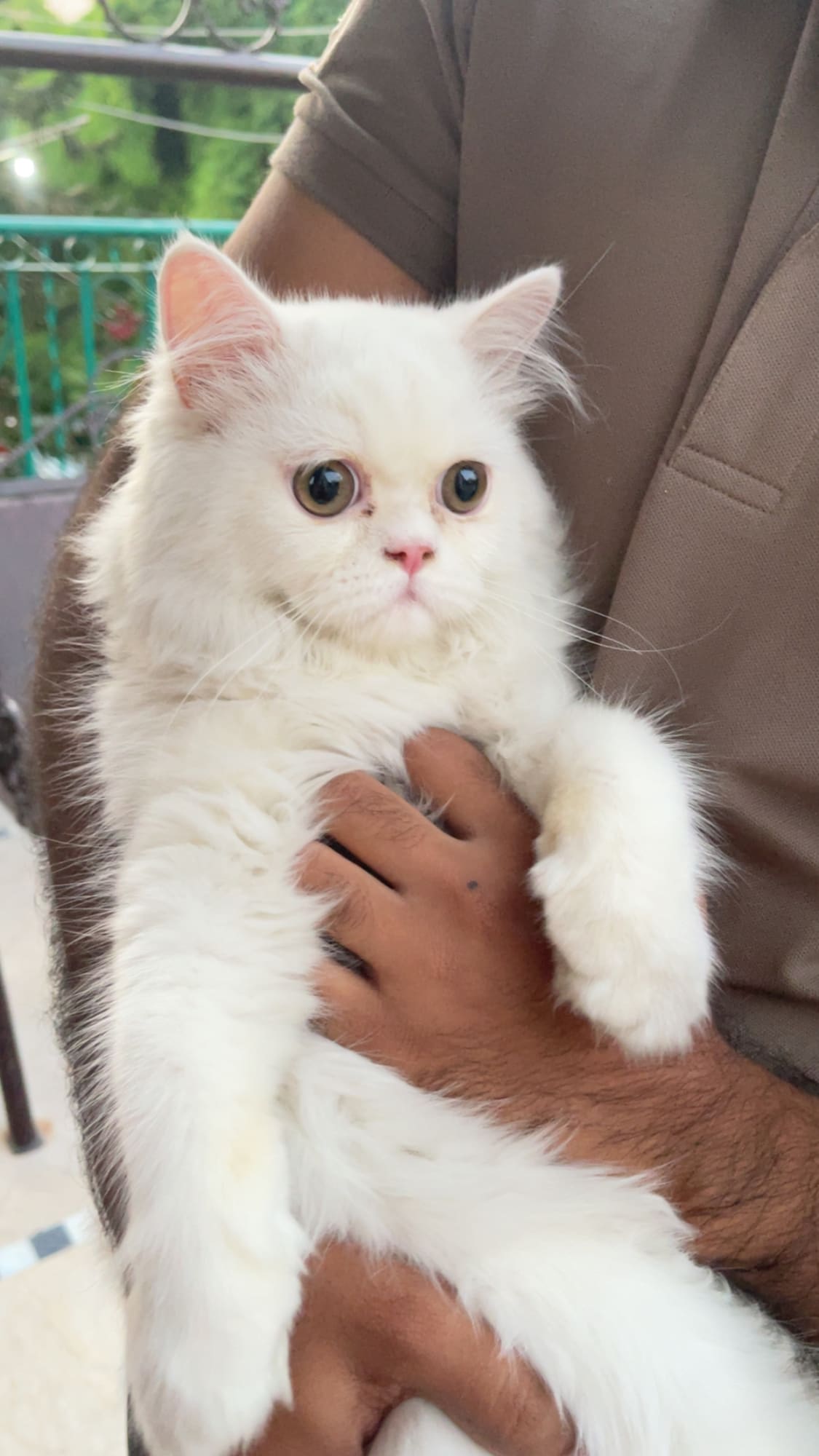 Co🐱✨ Beautiful Punch-Face, Extra-Long-Coat Kitten for Sale ✨🐱 – Persian Cats for sale in Lahore