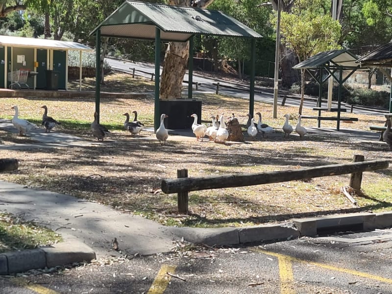 KINGS MEADOW OVAL BBQ Area