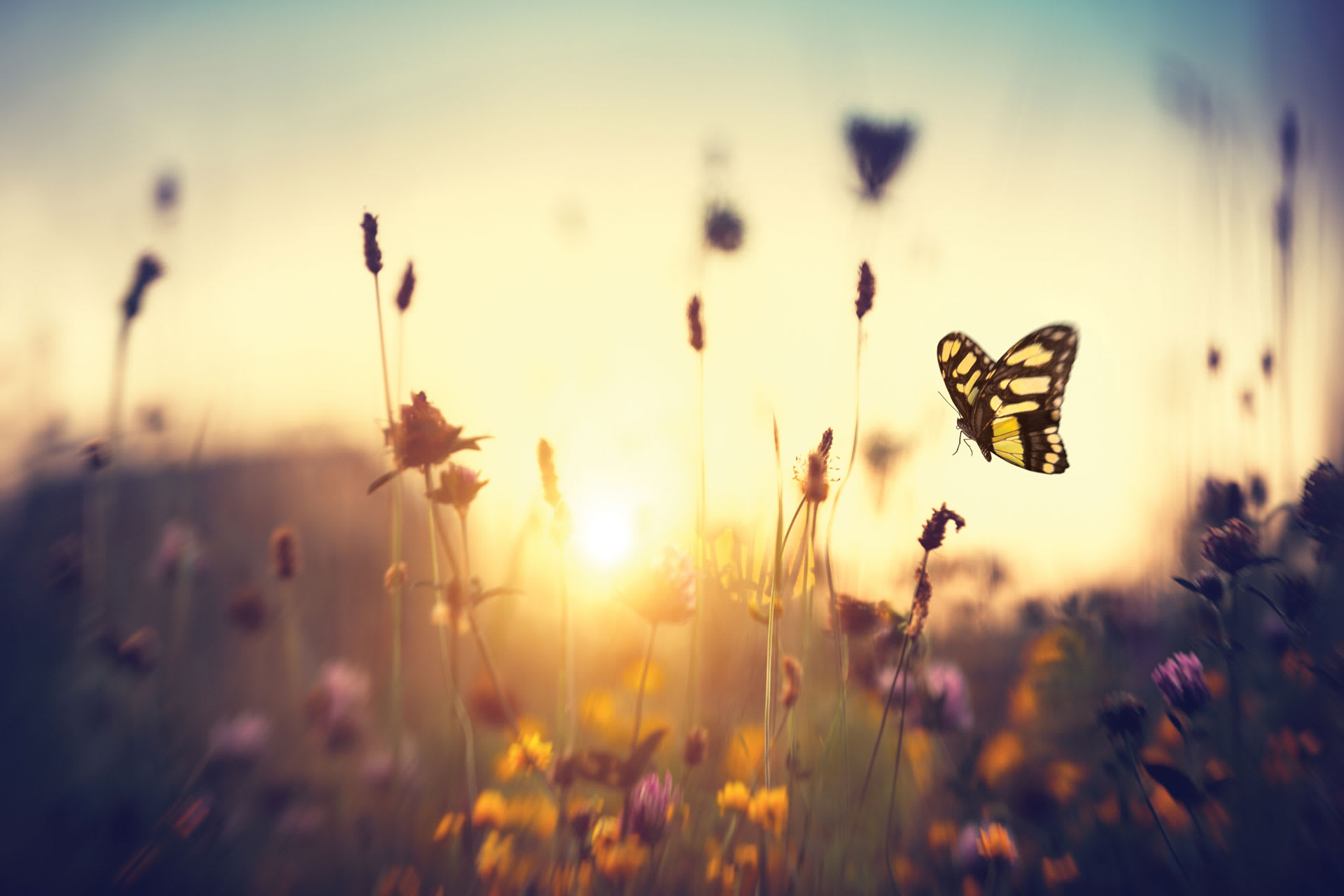 flower with sunset background